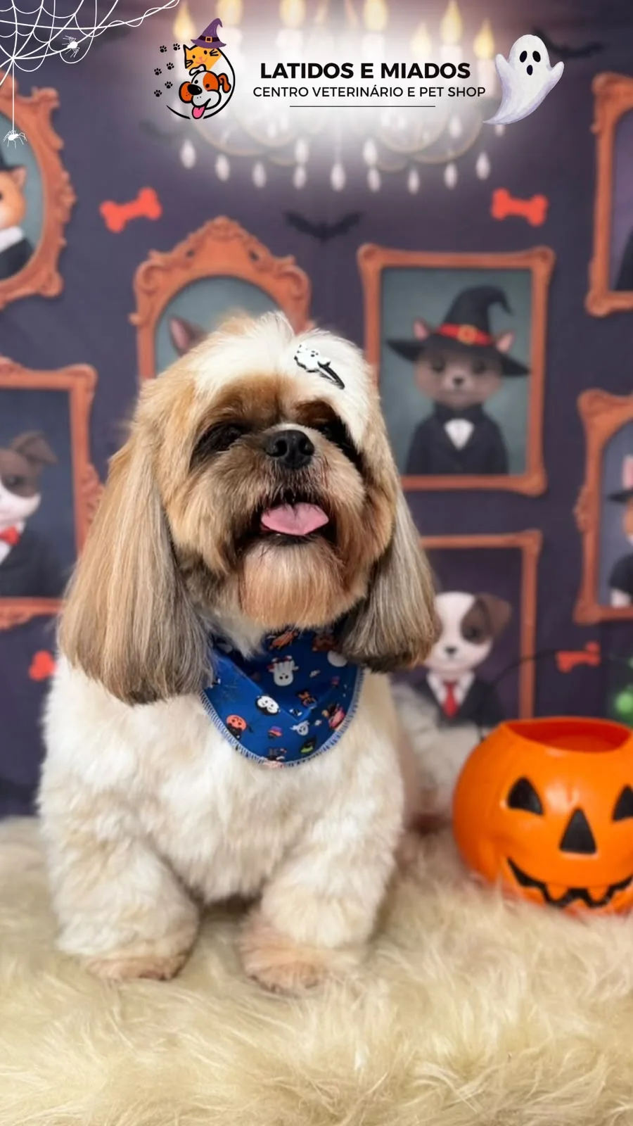 Cachorrinho com bandana temática de Halloween após banho e tosa