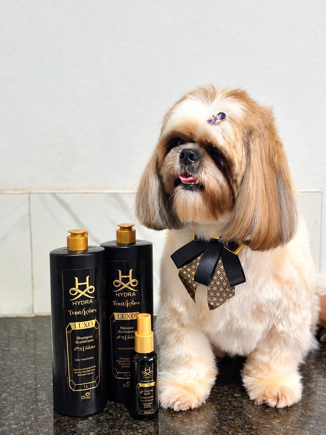 Cão após banho e tosa com laço elegante